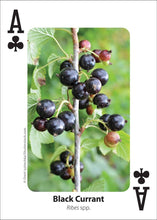 Foraging Playing Cards