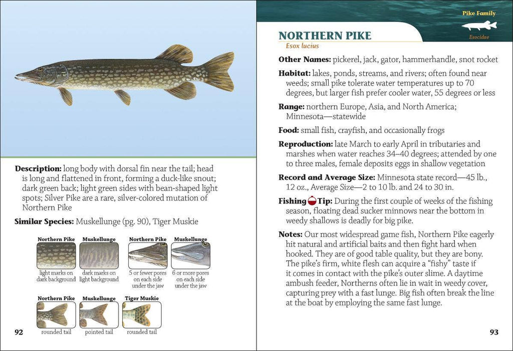 Fish of Minnesota Field Guide – That's Just Dandy, LLC