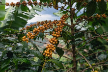The Queens Blend Coffee -