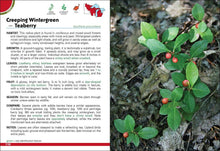 Wild Berries & Fruits of MN, WI, MI